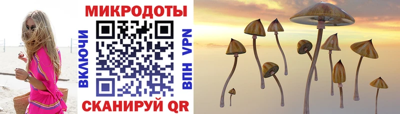 Купить где  Светлогорск  Галлюциногенные грибы Psilocybe 